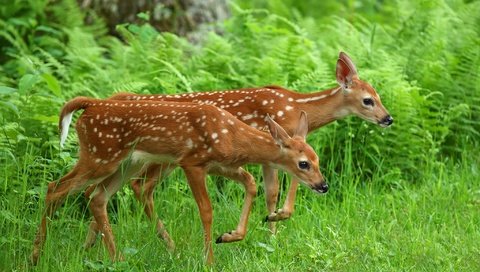 Обои трава, олень, животные, олени, папоротник, оленята, grass, deer, animals, fern, fawns разрешение 2048x1365 Загрузить