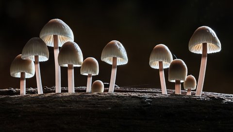 Обои лес, макро, осень, грибы, sophiaspurgin, forest, macro, autumn, mushrooms разрешение 5241x2948 Загрузить