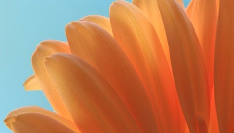 Обои макро, цветок, лепестки, оранжевый, гербера, ali de niese, macro, flower, petals, orange, gerbera разрешение 2048x1365 Загрузить