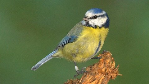 Обои природа, фон, птица, перья, синица, nature, background, bird, feathers, tit разрешение 2048x1301 Загрузить