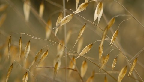 Обои трава, природа, макро, растение, сухая трава, grass, nature, macro, plant, dry grass разрешение 2560x1600 Загрузить