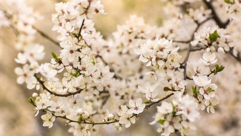 Обои дерево, цветение, ветки, весна, вишня, tree, flowering, branches, spring, cherry разрешение 2048x1365 Загрузить