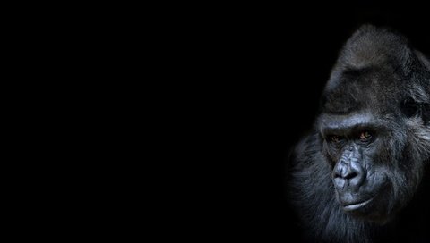 Обои фон, взгляд, черный фон, обезьяна, горилла, background, look, black background, monkey, gorilla разрешение 1945x1080 Загрузить