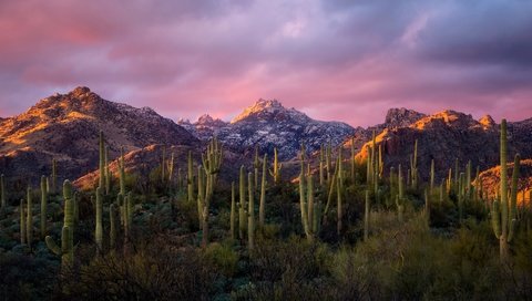 Обои небо, облака, горы, утро, кактусы, the sky, clouds, mountains, morning, cacti разрешение 4956x2788 Загрузить