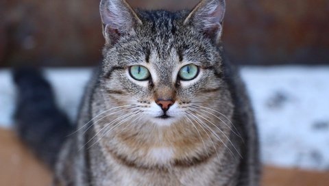 Обои глаза, усы, кошка, взгляд, мордашка, eyes, mustache, cat, look, face разрешение 1920x1280 Загрузить