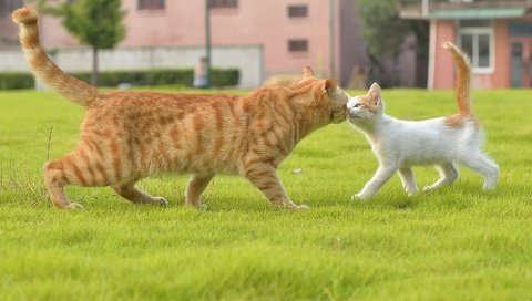 Обои трава, кот, усы, лапы, кошка, котенок, хвост, grass, cat, mustache, paws, kitty, tail разрешение 1921x1080 Загрузить