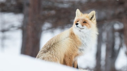 Обои снег, зима, рыжая, лиса, лисица, животное, ветер, боке, snow, winter, red, fox, animal, the wind, bokeh разрешение 4366x2911 Загрузить