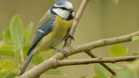 Обои ветка, природа, птица, синица, лазоревка, branch, nature, bird, tit, blue tit разрешение 2048x1372 Загрузить