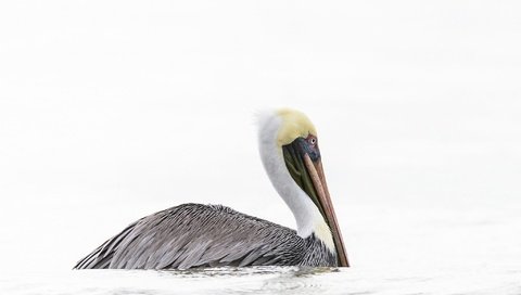 Обои вода, птица, клюв, пеликан, water, bird, beak, pelican разрешение 2048x1281 Загрузить