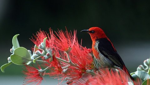 Обои природа, птица, хвост, оперение, алая мизомела, мизомела, nature, bird, tail, scarlet myzomela, myzomela разрешение 6165x4108 Загрузить