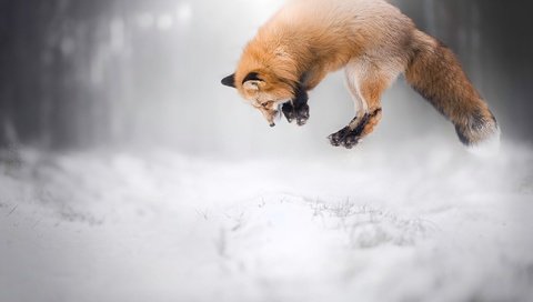 Обои снег, зима, лиса, лисица, животное, охота, snow, winter, fox, animal, hunting разрешение 2048x1365 Загрузить