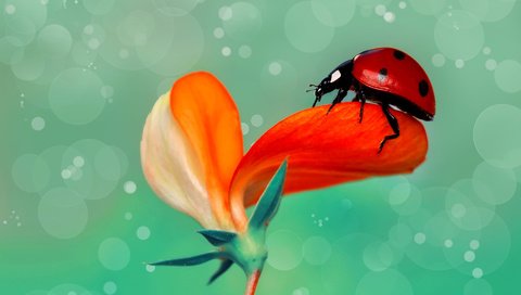 Обои макро, насекомое, цветок, божья коровка, дождь, macro, insect, flower, ladybug, rain разрешение 1920x1200 Загрузить