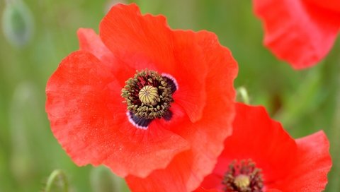 Обои цветы, макро, лепестки, маки, луг, красный мак, flowers, macro, petals, maki, meadow, red poppy разрешение 2048x1356 Загрузить