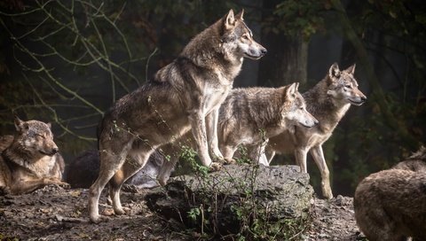 Обои деревья, лес, хищники, волки, стая, волк, стая волков, trees, forest, predators, wolves, pack, wolf, a pack of wolves разрешение 2880x1800 Загрузить