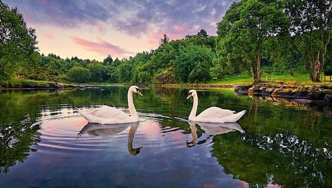Обои озеро, лебедь-шипун, природа, отражение, птица, клюв, перья, лебеди, белый лебедь, lake, nature, reflection, bird, beak, feathers, swans, white swan разрешение 2048x1206 Загрузить