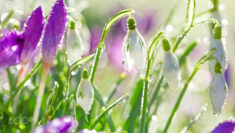 Обои цветы, капли, весна, белые, подснежники, капельки росы, flowers, drops, spring, white, snowdrops, drops of dew разрешение 1920x1200 Загрузить