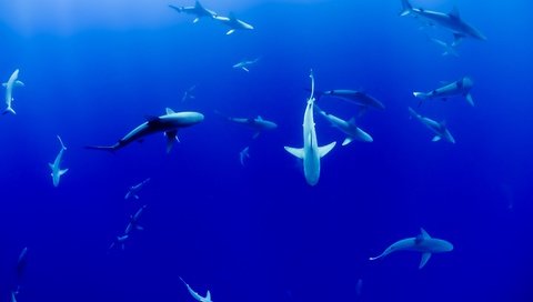 Обои море, рыбы, океан, акула, подводный мир, акулы, sea, fish, the ocean, shark, underwater world, sharks разрешение 4000x3000 Загрузить