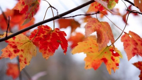 Обои ветка, природа, листья, осень, клен, кленовый лист, branch, nature, leaves, autumn, maple, maple leaf разрешение 1920x1200 Загрузить