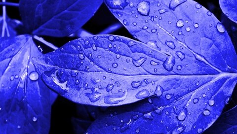 Обои природа, листья, цвет, прожилки, растение, капли воды, nature, leaves, color, veins, plant, water drops разрешение 1920x1200 Загрузить