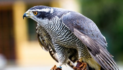 Обои птица, клюв, перья, ястреб-тетеревятник, хищная птица, bird, beak, feathers, goshawk, bird of prey разрешение 2048x1344 Загрузить