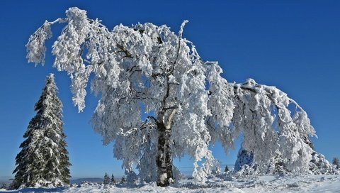 Обои небо, деревья, снег, природа, зима, ветки, иней, the sky, trees, snow, nature, winter, branches, frost разрешение 1920x1080 Загрузить