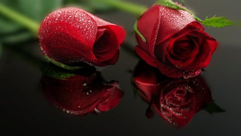 Обои бутоны, отражение, капли, роза, лепестки, красные,  цветы, buds, reflection, drops, rose, petals, red, flowers разрешение 2048x1365 Загрузить