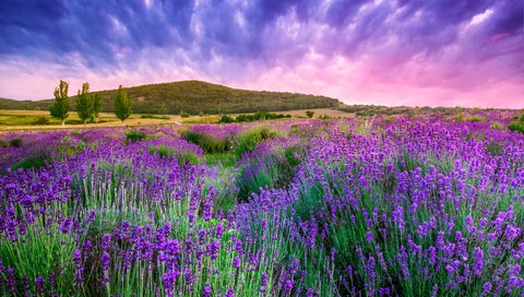 Обои небо, облака, природа, лаванда, холм,  цветы, the sky, clouds, nature, lavender, hill, flowers разрешение 4752x3168 Загрузить
