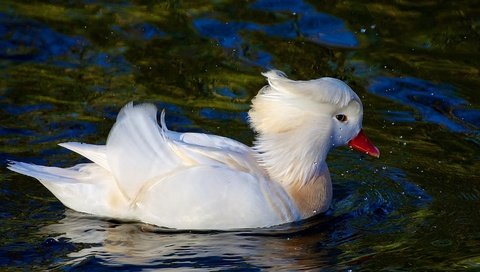 Обои вода, отражение, птица, клюв, перья, утка, плывет, water, reflection, bird, beak, feathers, duck, floats разрешение 1920x1086 Загрузить