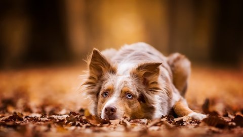 Обои листва, осень, собака, лежит, рыжая, австралийская овчарка, foliage, autumn, dog, lies, red, australian shepherd разрешение 3840x2160 Загрузить