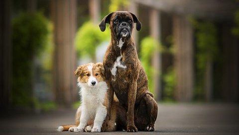 Обои друзья, собаки, боксер, в солнечной, бордер-колли, tini, friends, dogs, boxer, sunny, the border collie разрешение 2048x1230 Загрузить