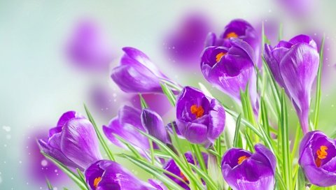 Обои цветы, весна, крокусы, flowers, spring, crocuses разрешение 2880x1800 Загрузить