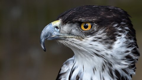 Обои глаза, животные, взгляд, орел, птицы, клюв, перья, eyes, animals, look, eagle, birds, beak, feathers разрешение 1944x1152 Загрузить