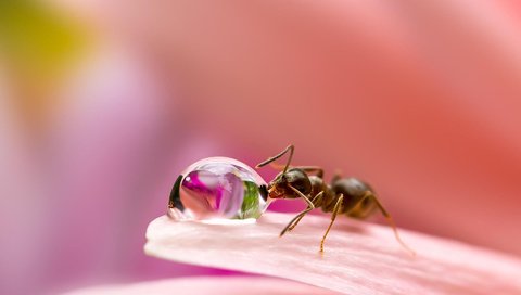 Обои макро, miki asai, насекомое, цветок, капля, лепестки, размытость, муравей, капля воды, macro, insect, flower, drop, petals, blur, ant, a drop of water разрешение 1920x1200 Загрузить