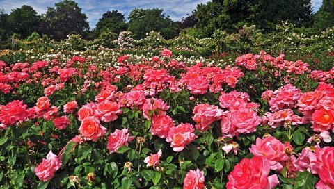 Обои цветы, деревья, парк, лондон, розы, сад, англия, regents park queens, flowers, trees, park, london, roses, garden, england разрешение 2400x1594 Загрузить