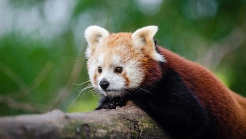 Обои дерево, мордочка, панда, животное, ствол, красная панда, малая панда, tree, muzzle, panda, animal, trunk, red panda разрешение 2957x1959 Загрузить