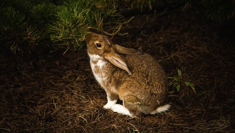 Обои хвоя, ветки, темный фон, кролик, заяц, зайчик, грызун, needles, branches, the dark background, rabbit, hare, bunny, rodent разрешение 2048x1152 Загрузить