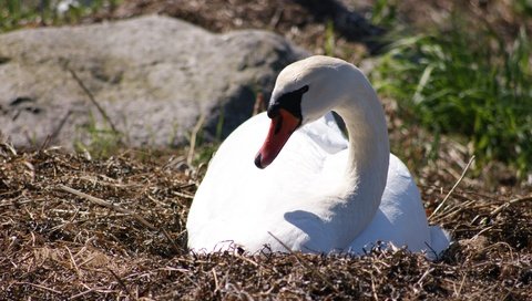 Обои природа, птица, клюв, перья, лебедь, nature, bird, beak, feathers, swan разрешение 4592x3056 Загрузить