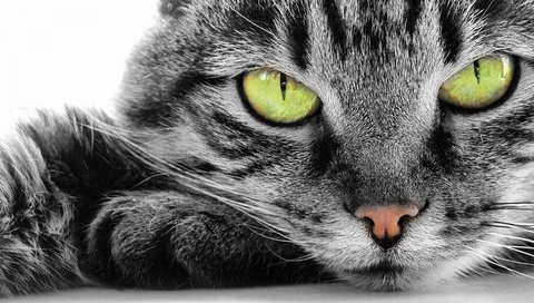 Обои кот, мордочка, усы, кошка, взгляд, зеленые глаза, cat, muzzle, mustache, look, green eyes разрешение 1920x1080 Загрузить