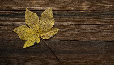 Обои осень, лист, прожилки, деревянная поверхность, autumn, sheet, veins, wooden surface разрешение 2000x1333 Загрузить