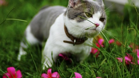 Обои цветы, котенок, трава, ошейник, зелень, лужайка, кот, мордочка, усы, лето, кошка, взгляд, look, flowers, kitty, grass, collar, greens, lawn, cat, muzzle, mustache, summer разрешение 6000x3376 Загрузить