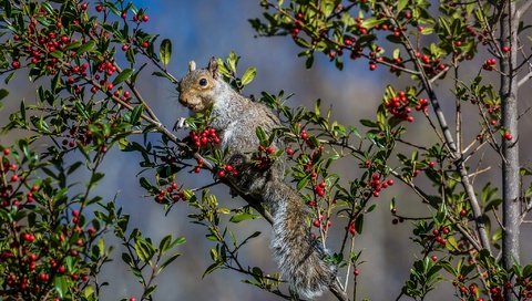 Обои дерево, листья, ветки, ягоды, белка, хвост, белочка, tree, leaves, branches, berries, protein, tail, squirrel разрешение 2048x1360 Загрузить