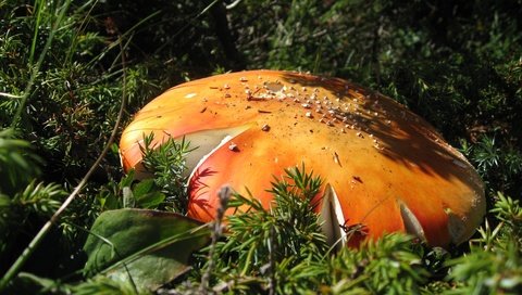 Обои трава, природа, лес, макро, гриб, мухомор, grass, nature, forest, macro, mushroom разрешение 2816x2112 Загрузить