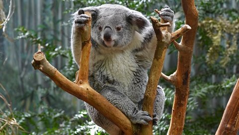 Обои природа, дерево, животные, коала, сумчатые, nature, tree, animals, koala, marsupials разрешение 2730x1920 Загрузить