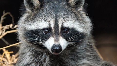 Обои мордочка, взгляд, животное, енот, енот-полоскун, muzzle, look, animal, raccoon разрешение 2000x1600 Загрузить