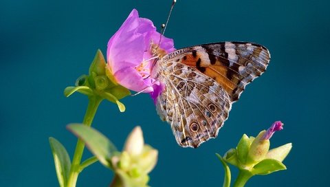 Обои макро, насекомое, фон, цветок, бабочка, крылья, репейница, macro, insect, background, flower, butterfly, wings, the painted lady разрешение 2048x1368 Загрузить