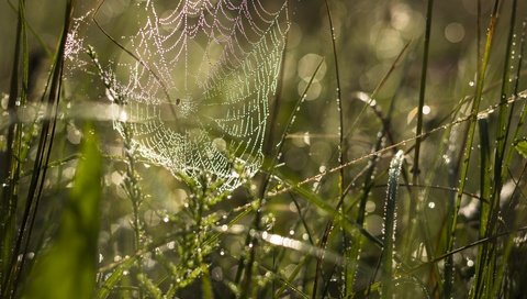 Обои трава, макро, капли, паутина, grass, macro, drops, web разрешение 6000x4000 Загрузить