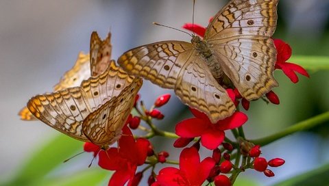 Обои природа, цветок, бабочка, крылья, насекомые, бабочки, anartia jatropha, nature, flower, butterfly, wings, insects, surrounding jatropha разрешение 2048x1496 Загрузить