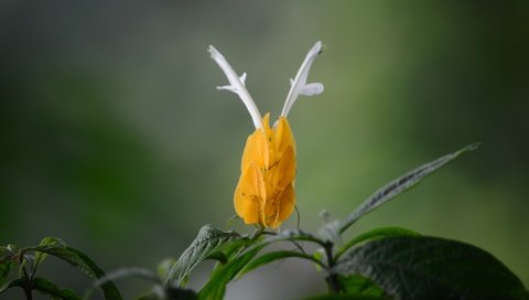 Обои желтый, листья, цветок, пахистахис, yellow, leaves, flower, pakistanis разрешение 4928x3264 Загрузить