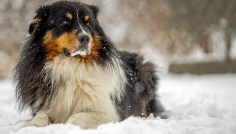 Обои собака, австралийская овчарка, аусси, dog, australian shepherd, aussie разрешение 2880x1800 Загрузить