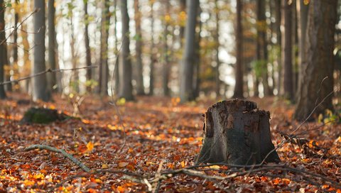 Обои природа, лес, листья, ветки, стволы, осень, пень, осенние листья, nature, forest, leaves, branches, trunks, autumn, stump, autumn leaves разрешение 1920x1200 Загрузить